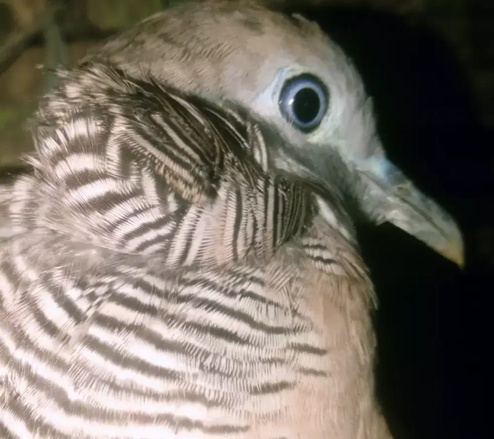 Perkutut kolocokro alam super