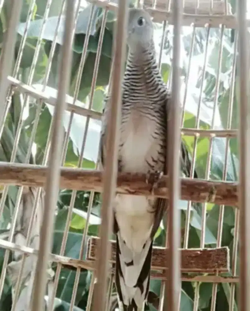 Perkutut kalung tepuk sriwiti alam