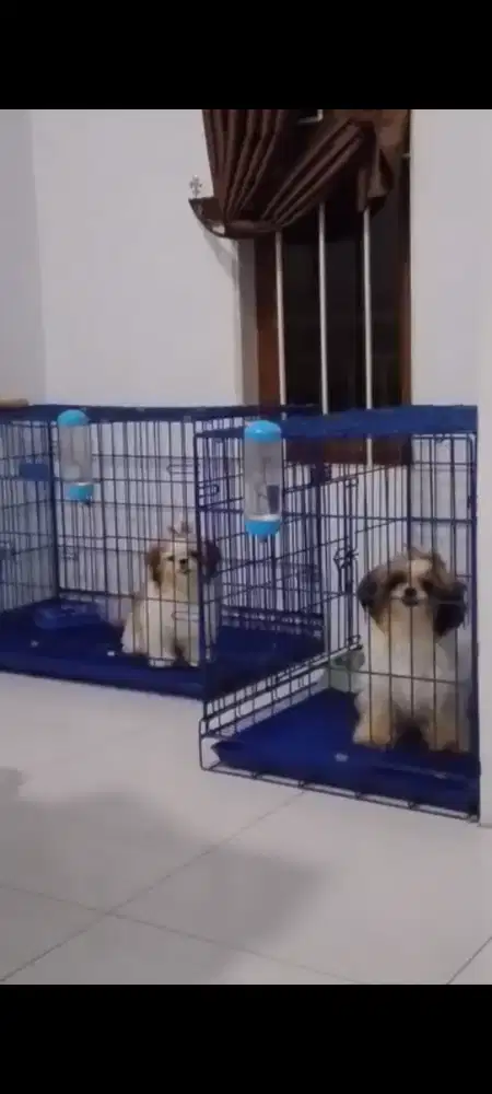 Shih tzu Betina & Jantan