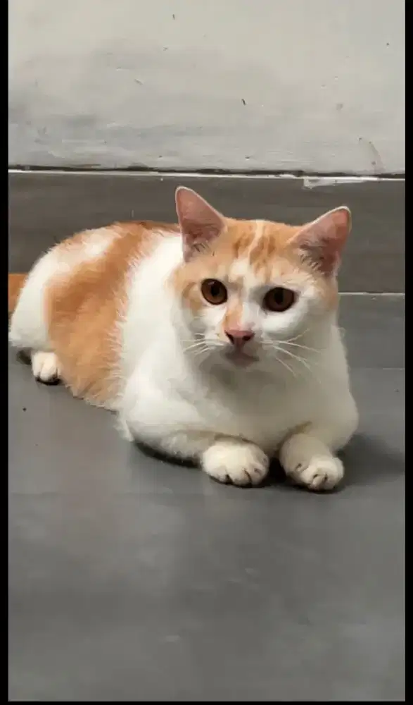 DIJUAL CEPAT KUCING MUNCHKIN ‼️