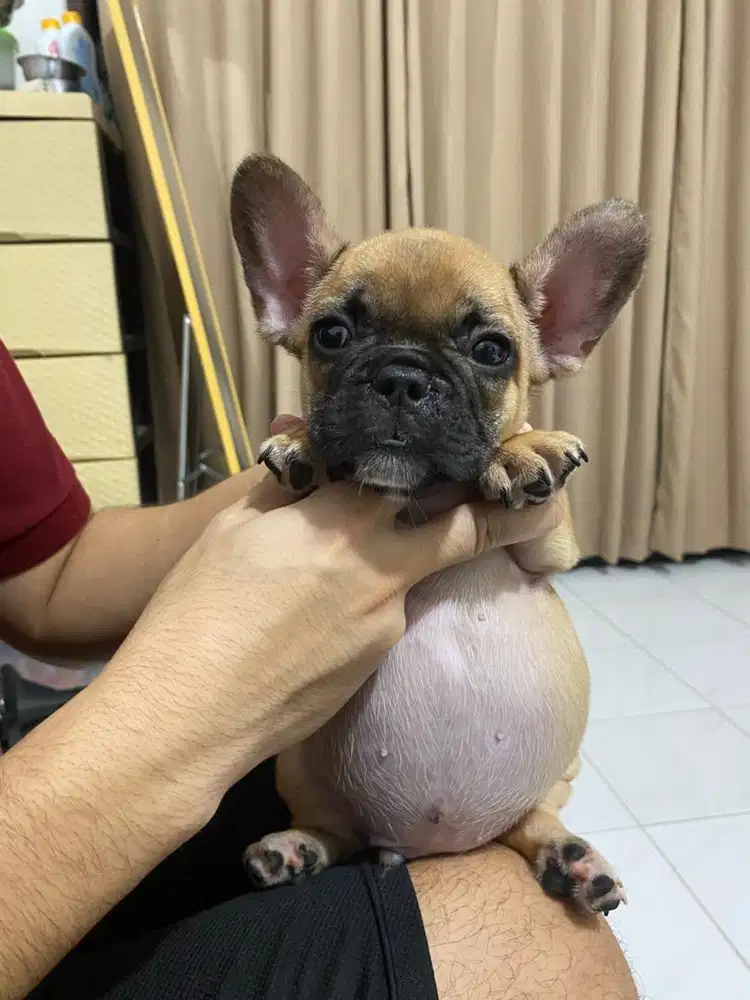 French bulldog jantan puppy