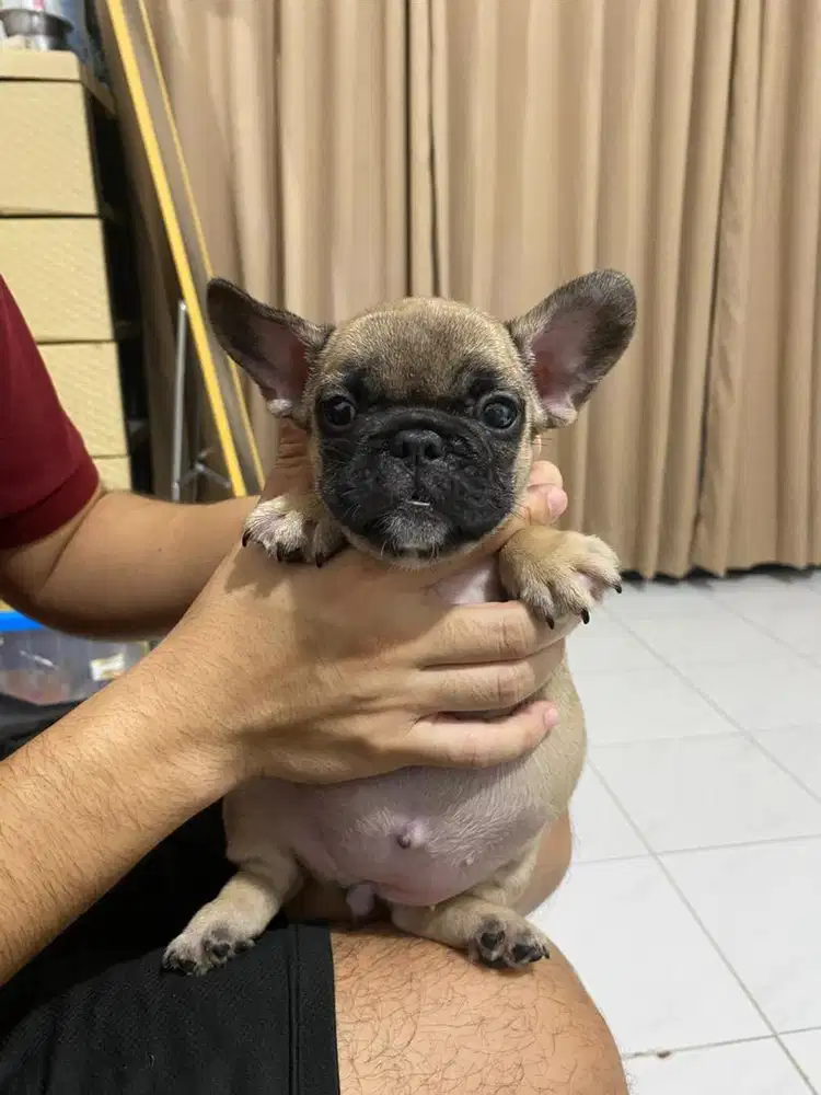 French bulldog betina puppy