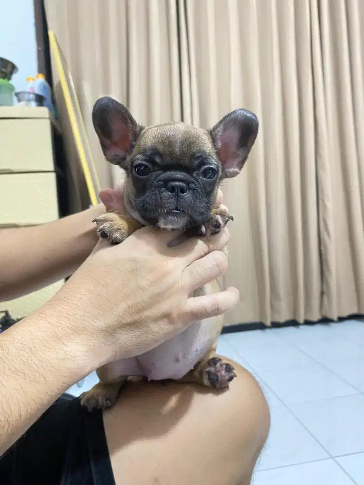 French bulldog betina