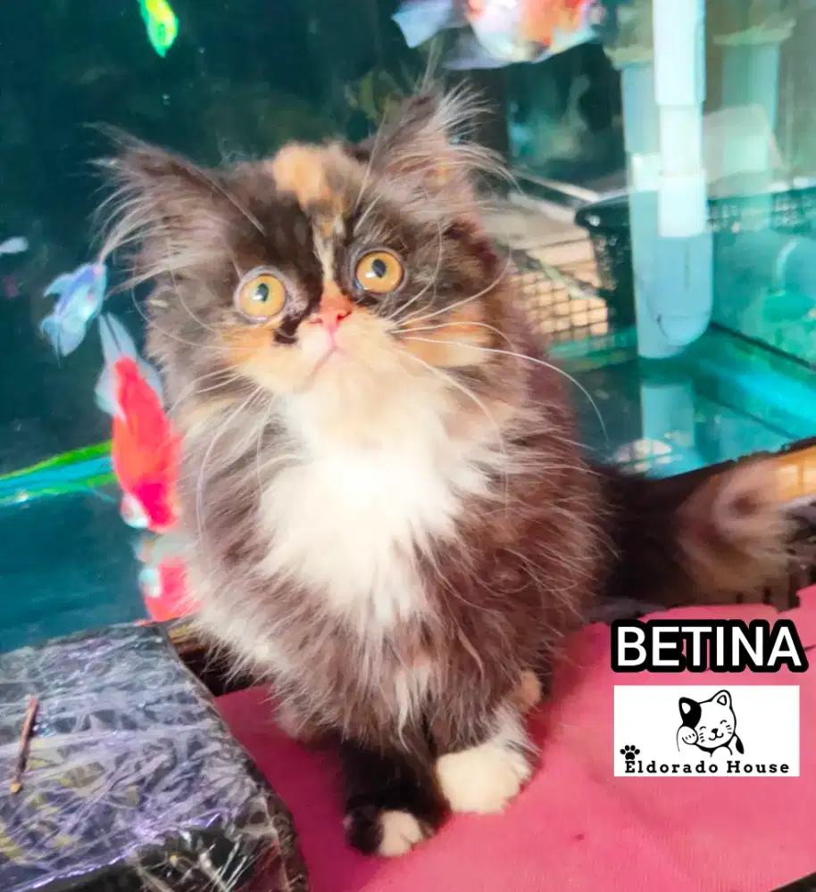 Kitten Persia Flatnose Betina Calico