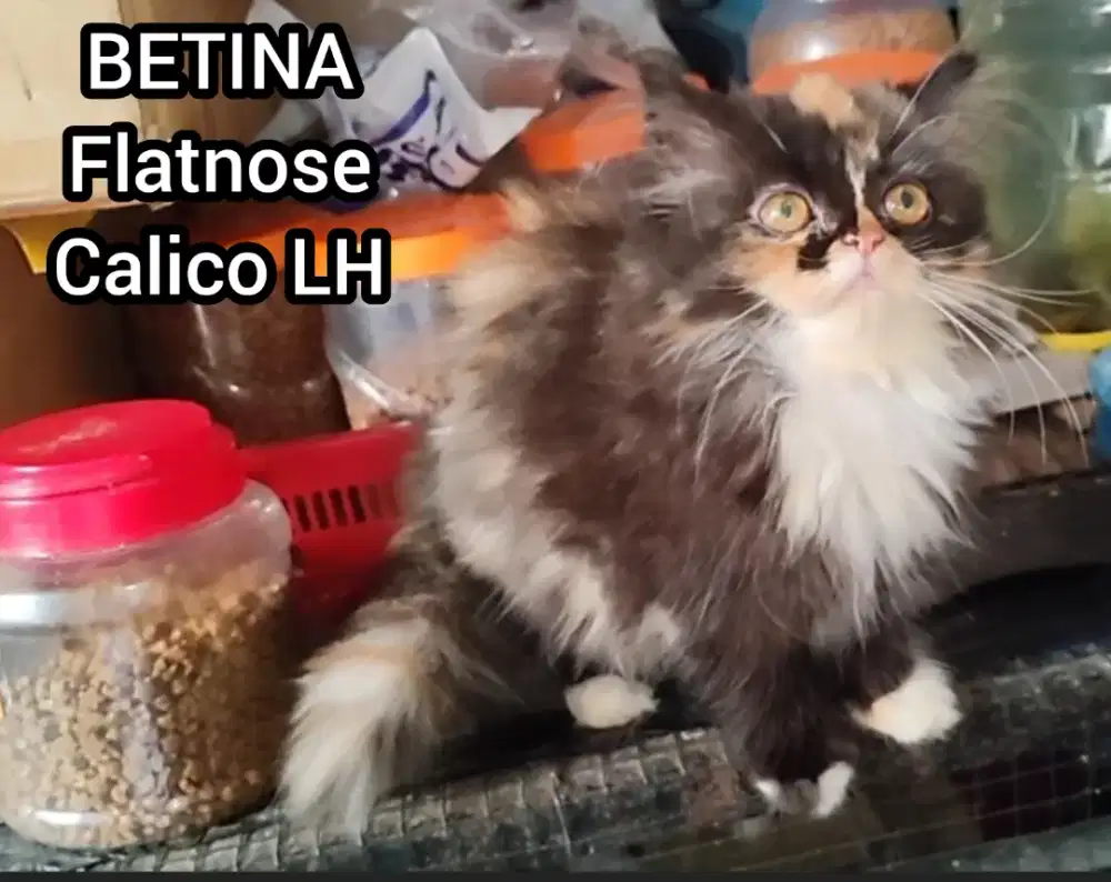 Kucing Persia Flatnose Calico Betina
