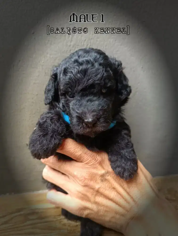 toy silver poodle