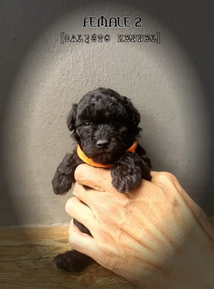 toy silver poodle