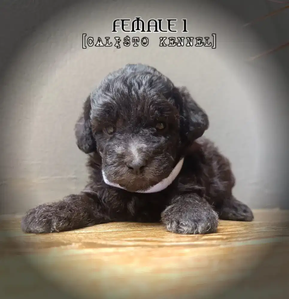 toy silver poodle