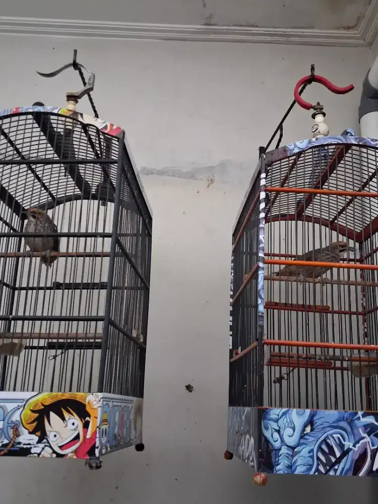 Sepasang Cucak Rowo Blorok