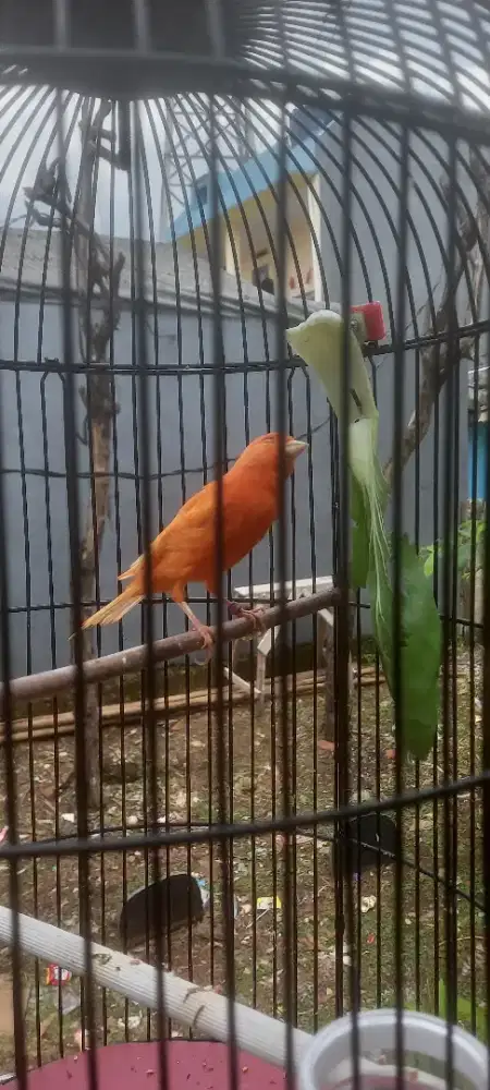 Burung Kenari merlok Bandung