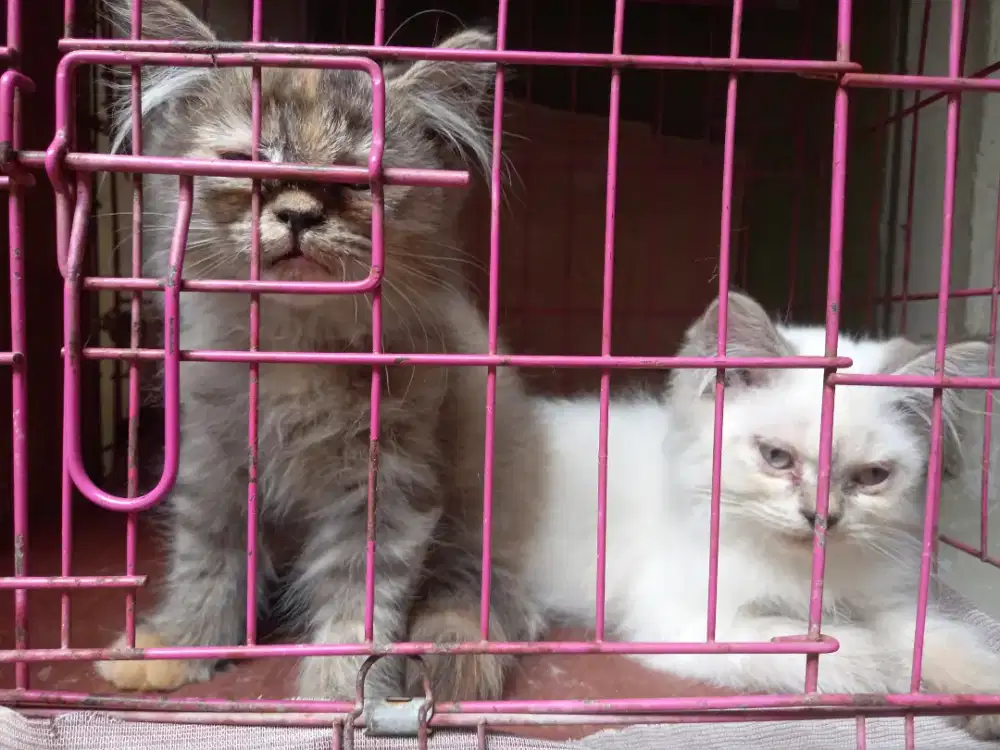Anak Kucing dua ekor