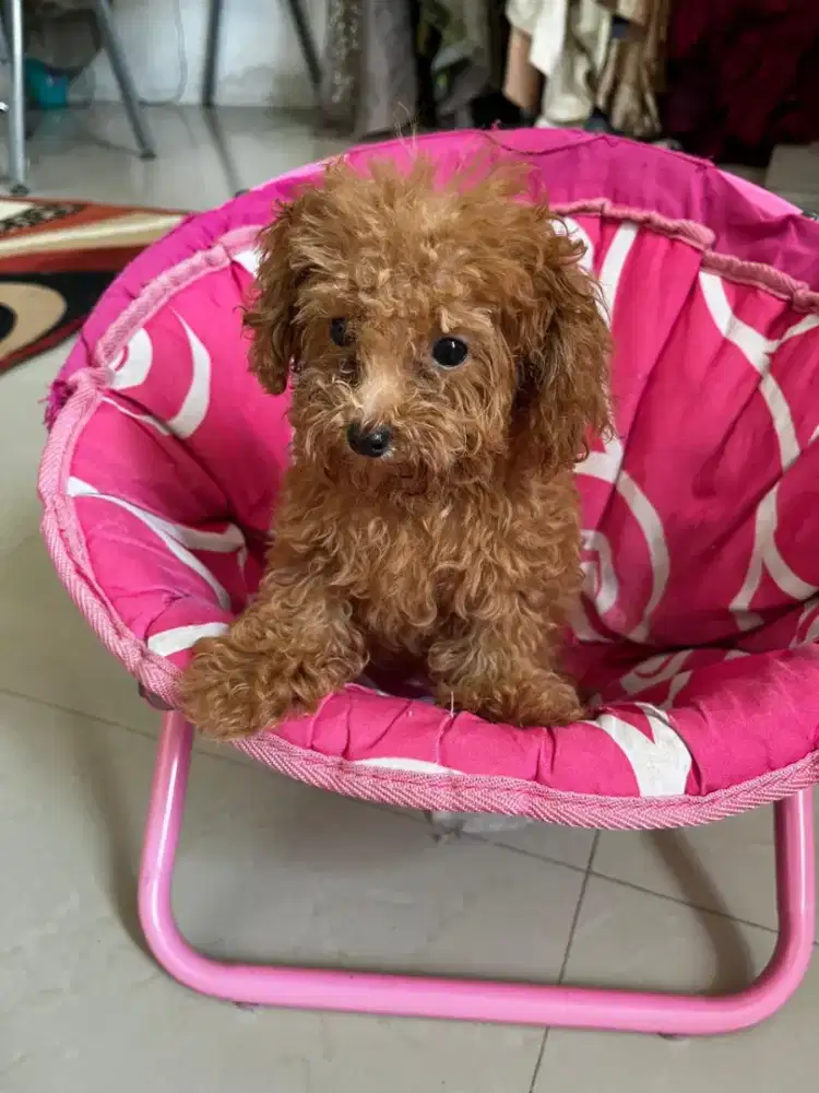 Anjing Poodle Betina