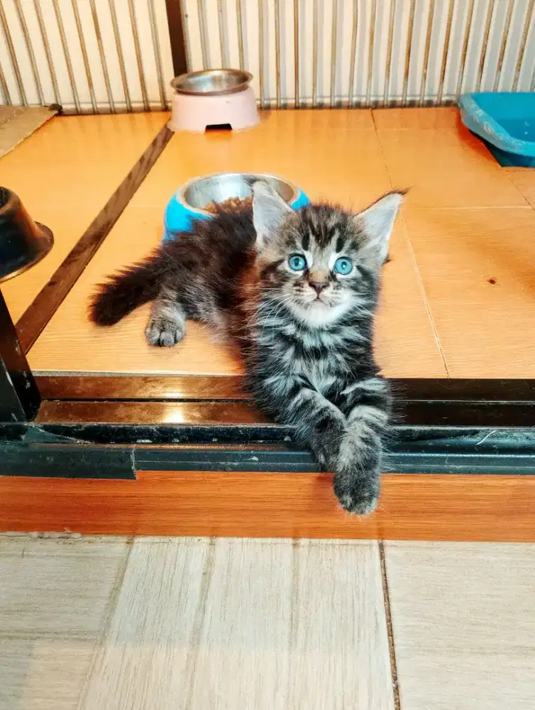 Kitten mainecoon betina pure no mix. Induk ped Cfa Maine Coon