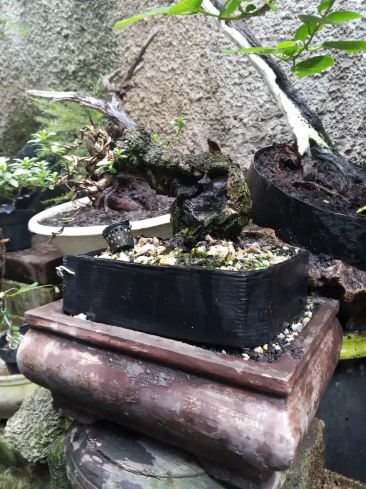 Bonsai/tanaman hias