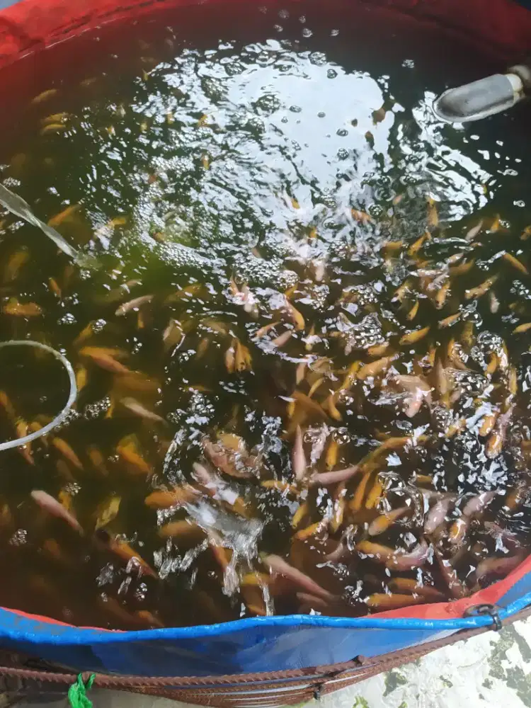 Bibit Nila Merah Larasati