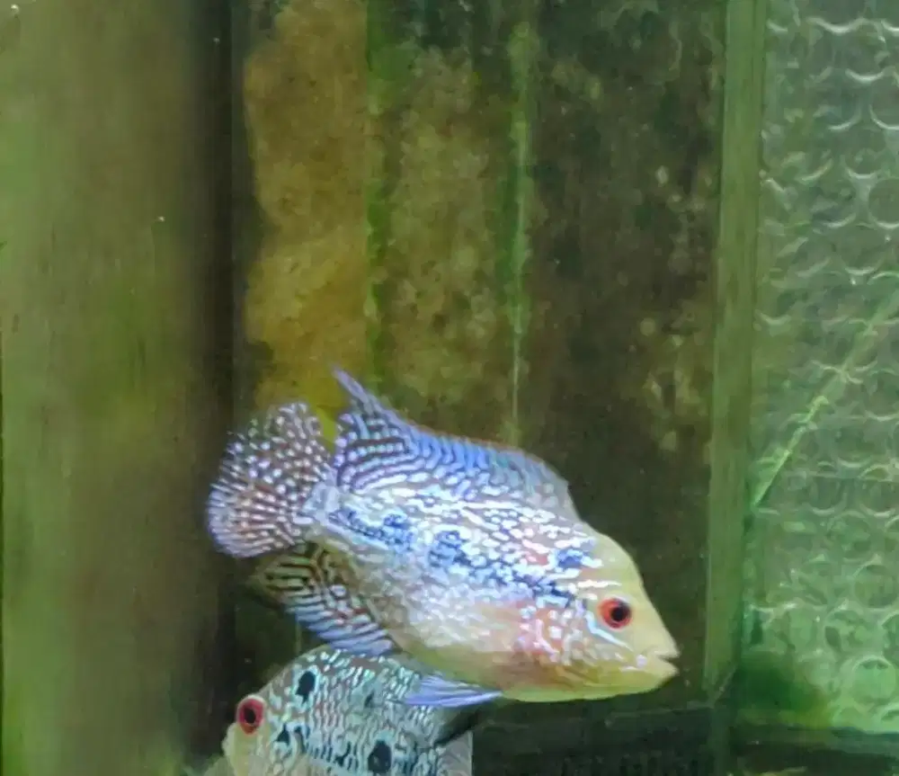 ikan lohan cencu 5cm asik buat progress lohan cilnong ekor lebar murah