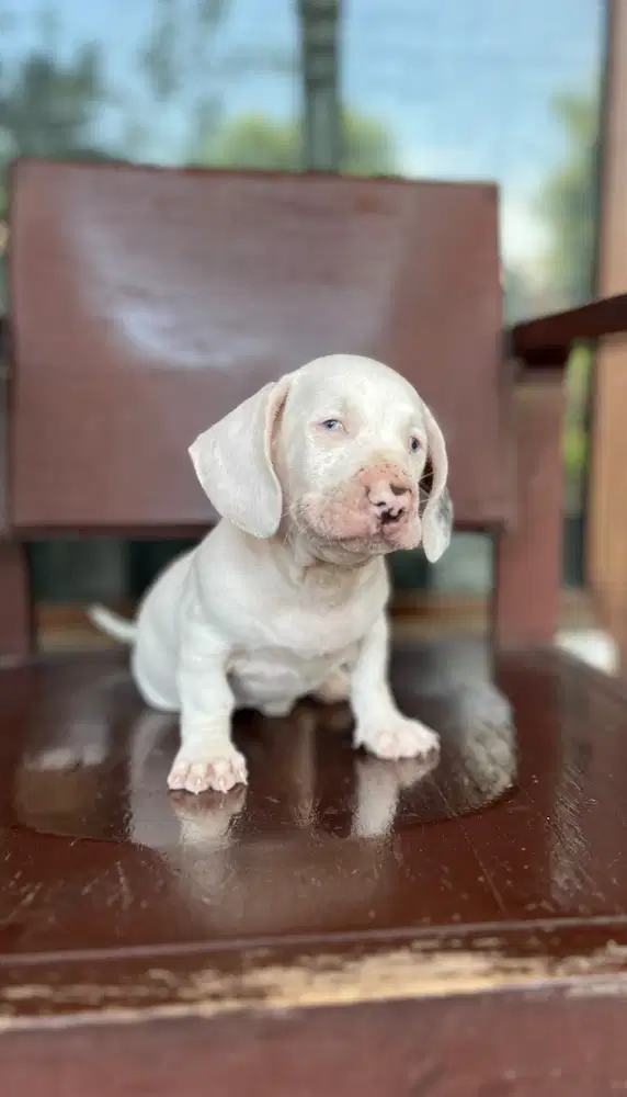 LANGKA , Anjing Dachshund/Tekel Albino