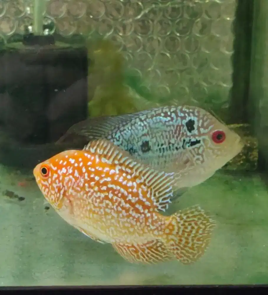 ikan lohan gb cencu 7cm full muti warna oren merah lohan goldenbase