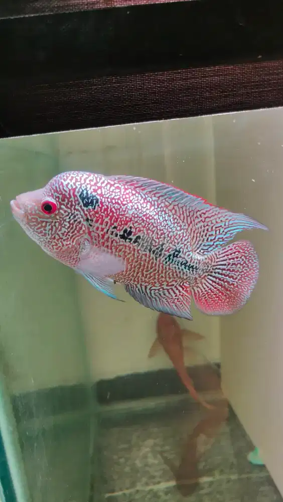 ikan lohan cencu clasic warna merah merona 12cm ekor lebar ful marking