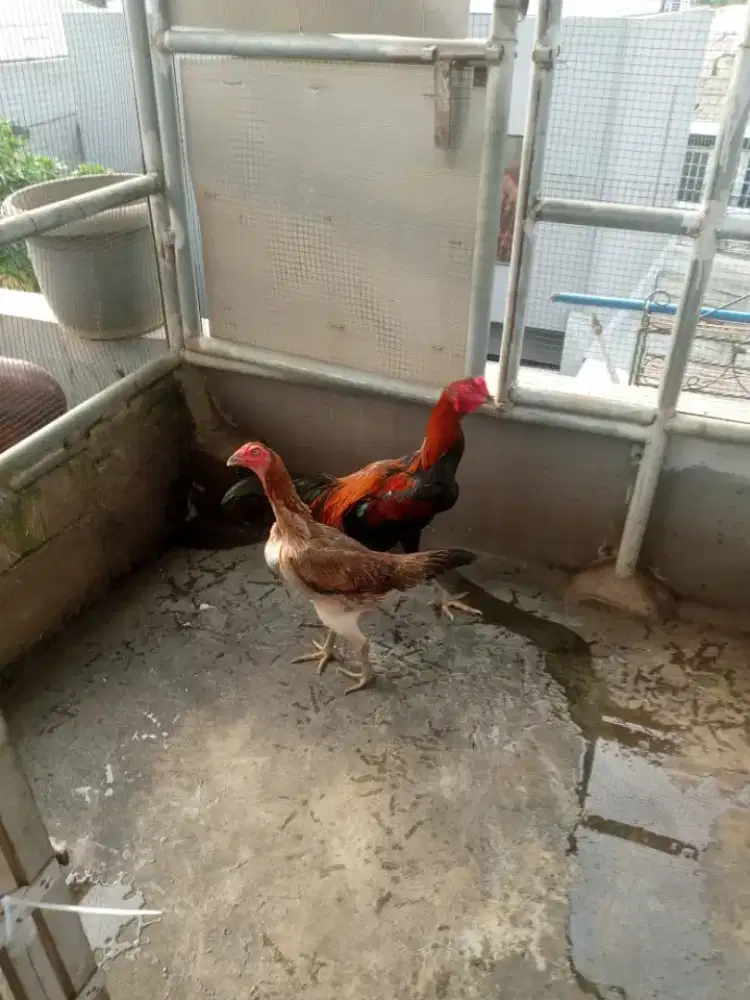 Ayam jago.. Anakkan juar