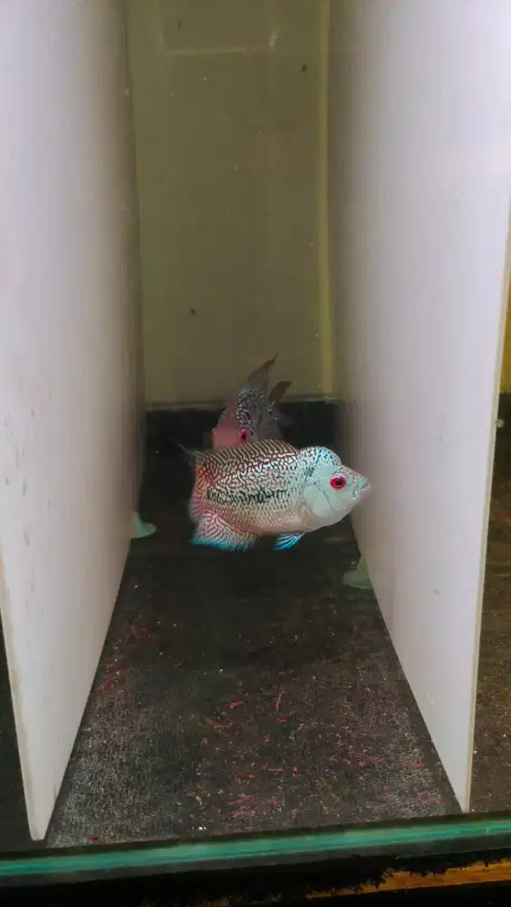 ikan lohan cencu 7cm full mutiara ekor lebar ikan lohan cencu gen gb