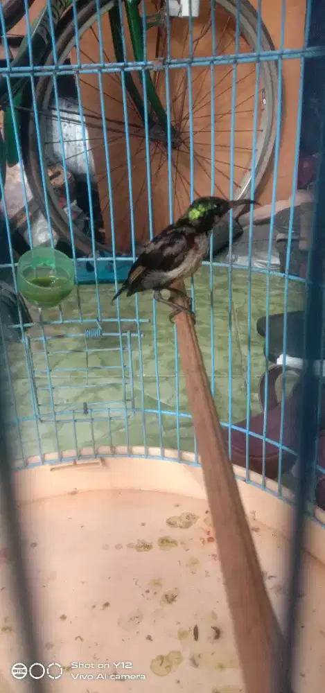 jual burung kolibri ninja trotol jantan bunyi