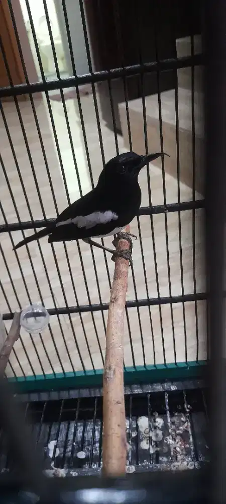 Burung kacer gacoran