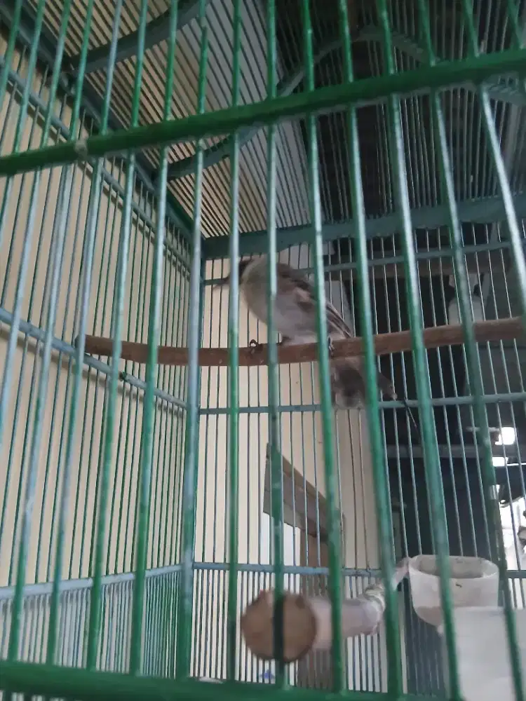 Monggo yg minat burung kutilang jinak