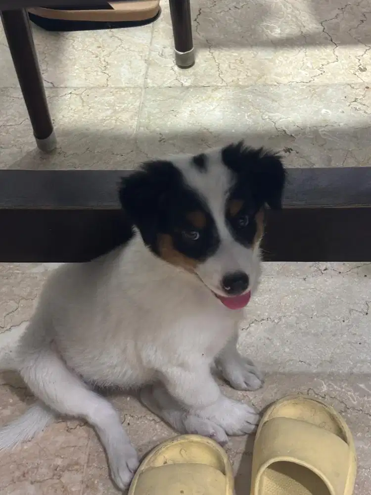 Art rumahan(rumah ada 2 anjing)