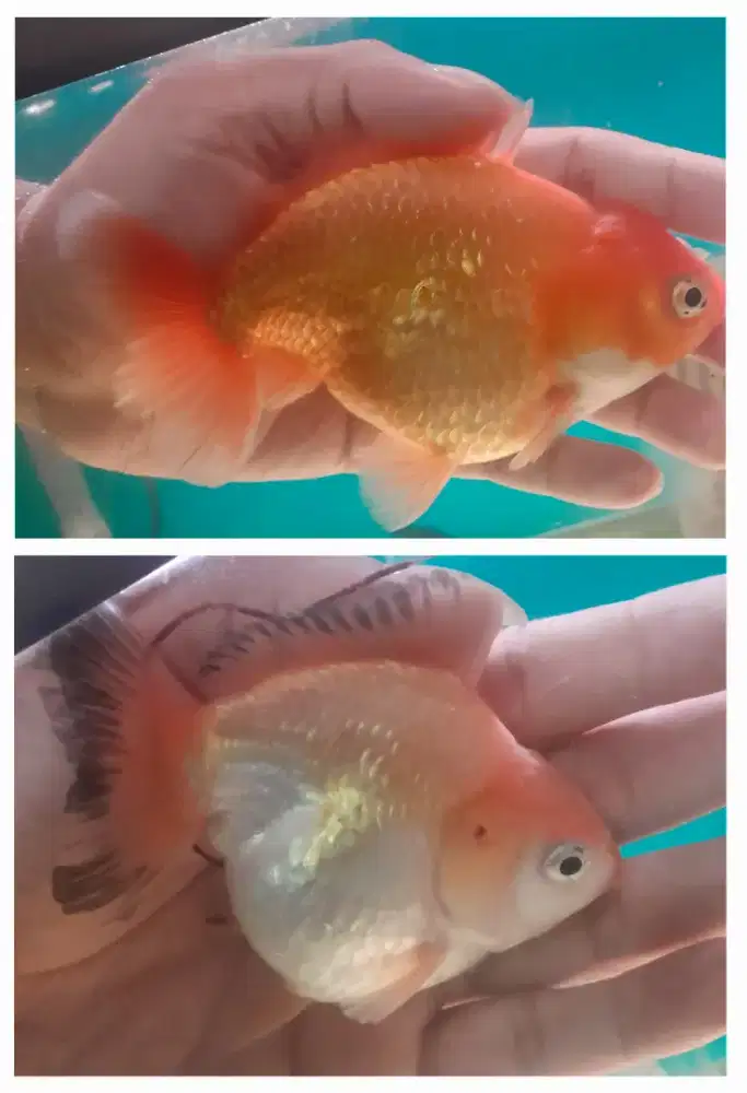 2 ekor Ikan koki oranda ost
