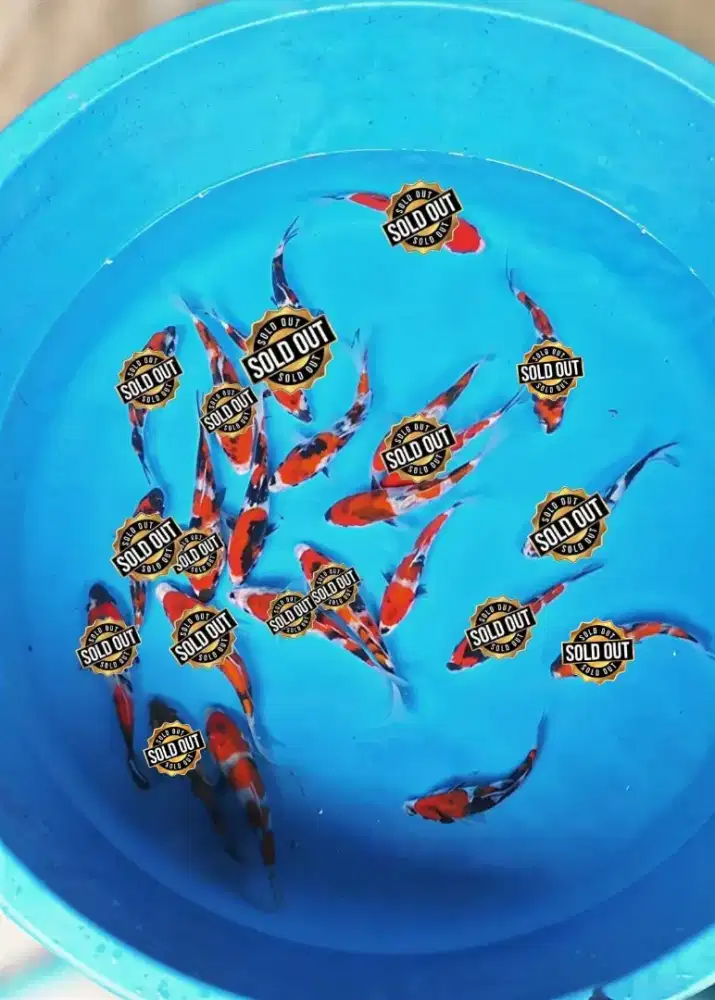 Koi Showa Super 10-15cm