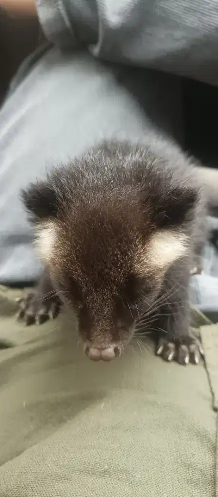 Anakan musang bulan jantan 2 bulanan
