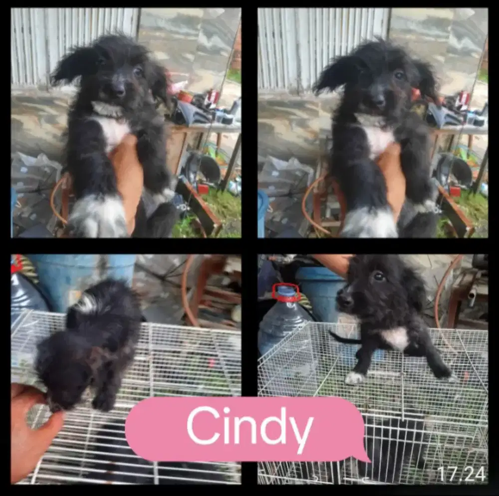 Anak anjing Golden Retriever Black, hitam (Rare).