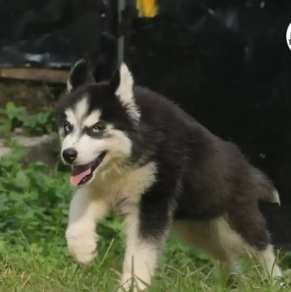 Husky jantan black white
