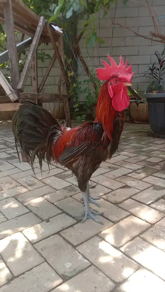 Ayam Pelung Jantan Jumbo