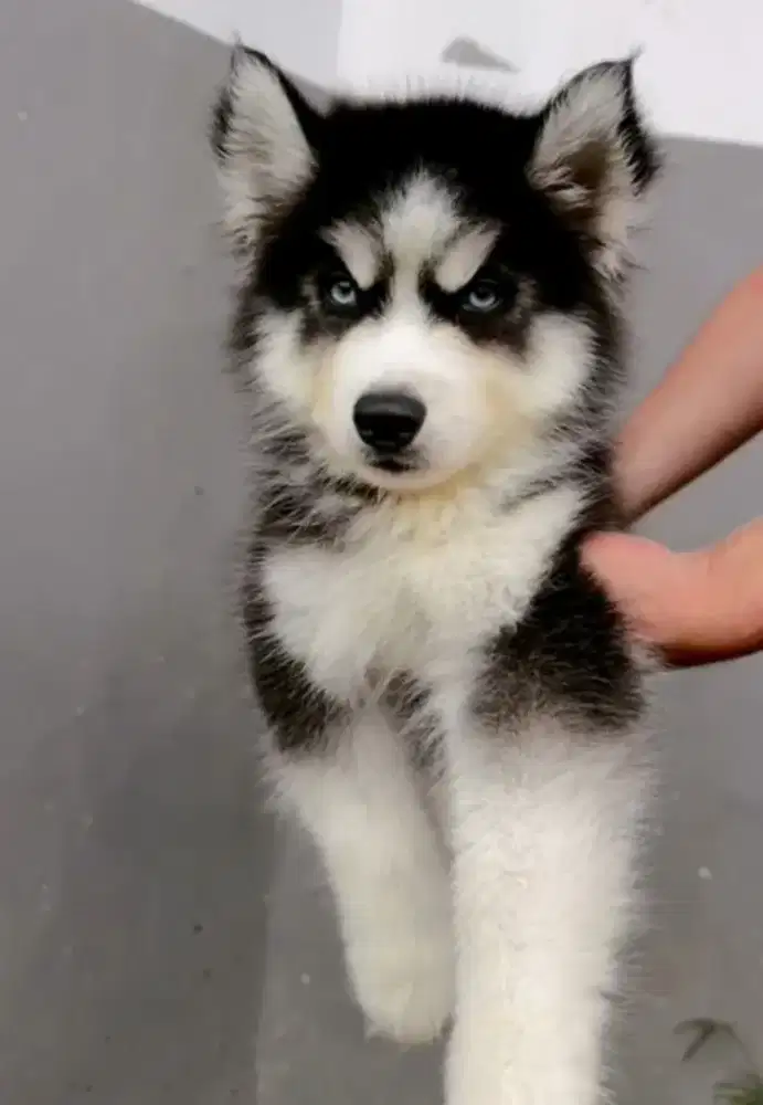 Jual husky jantan keren