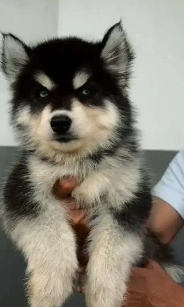 Husky jantan cakep