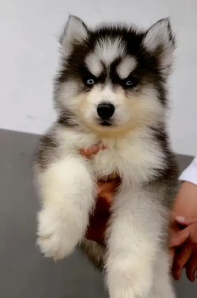 Husky betina cakep