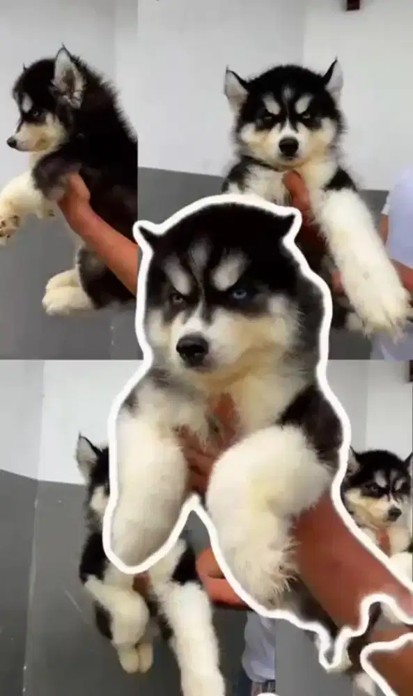 Husky betina  cakep