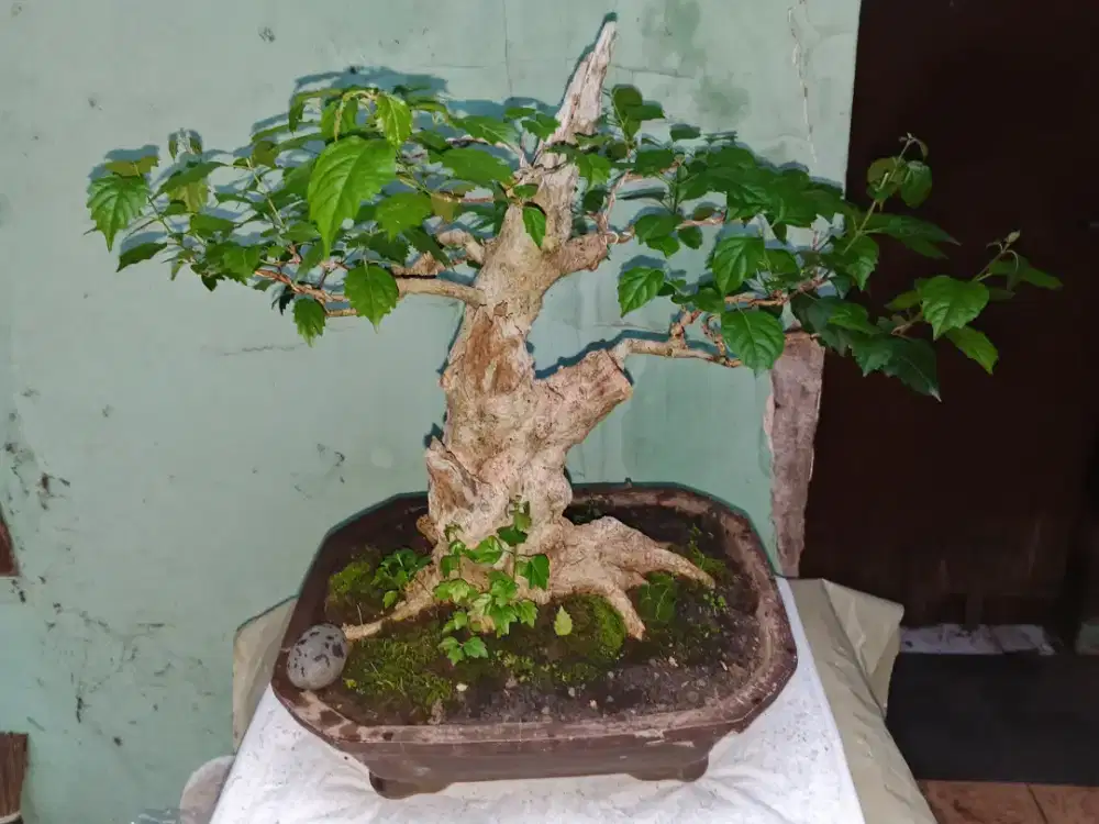 Bonsai Singkil murah