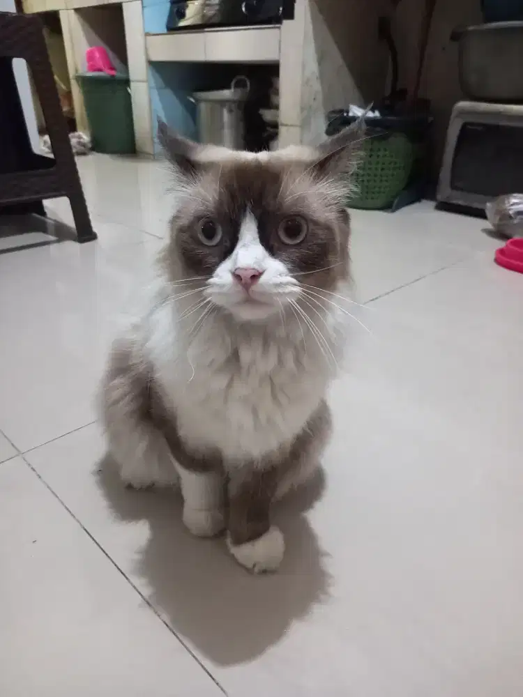 Kucing Ragdoll Pure (non ped)