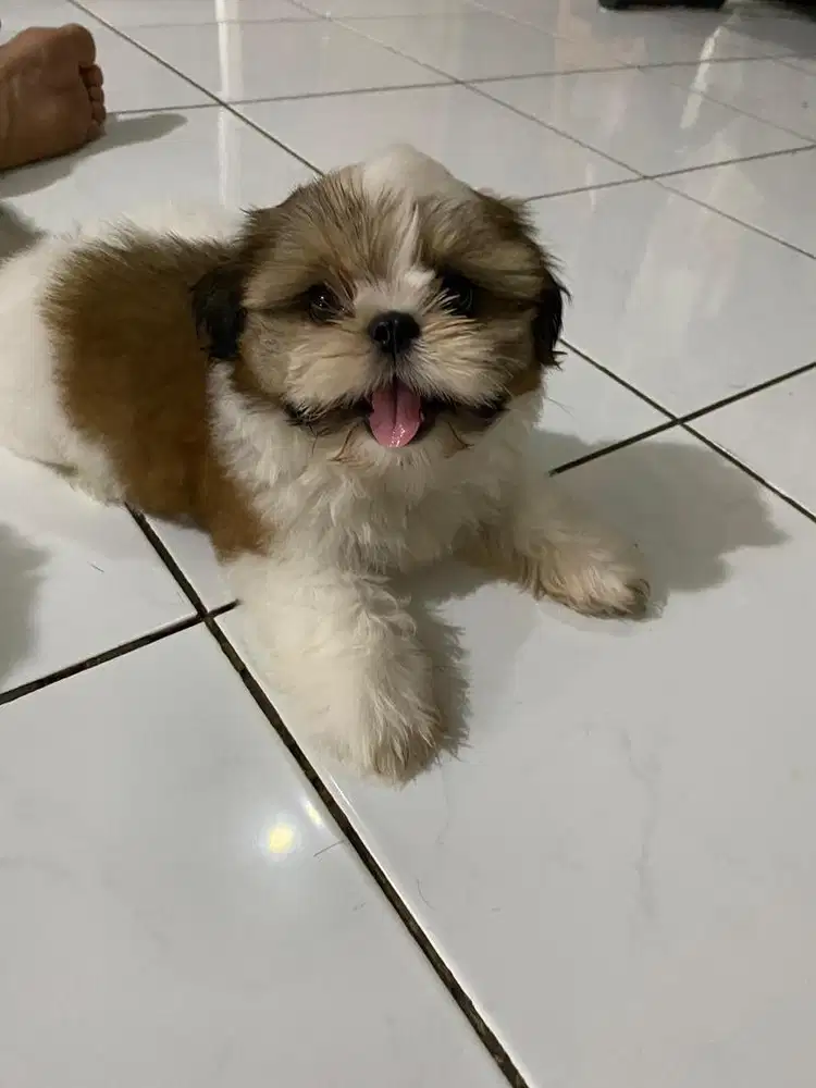 Jual anak anjing shih tzu shihtzu shih tzu shihtsu