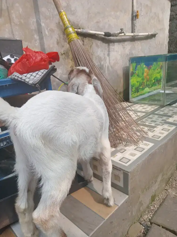 kambing randu umur plus minus 5 bln