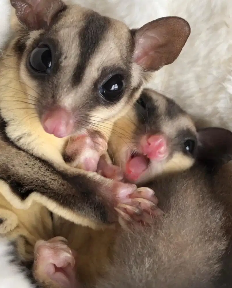 SUGAR GLIDER GRAY