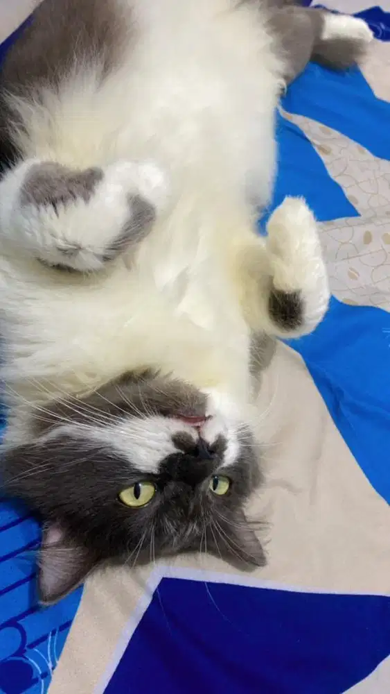 Jual kucing persia X Bsh