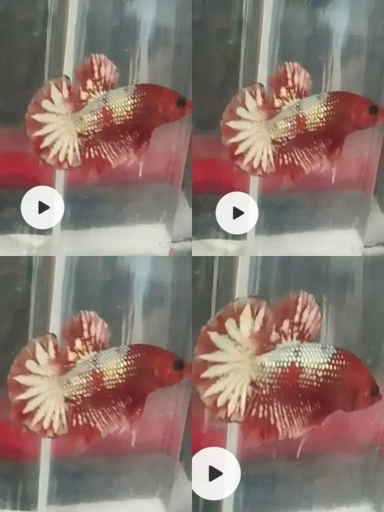 Ikan cupang hias fccp