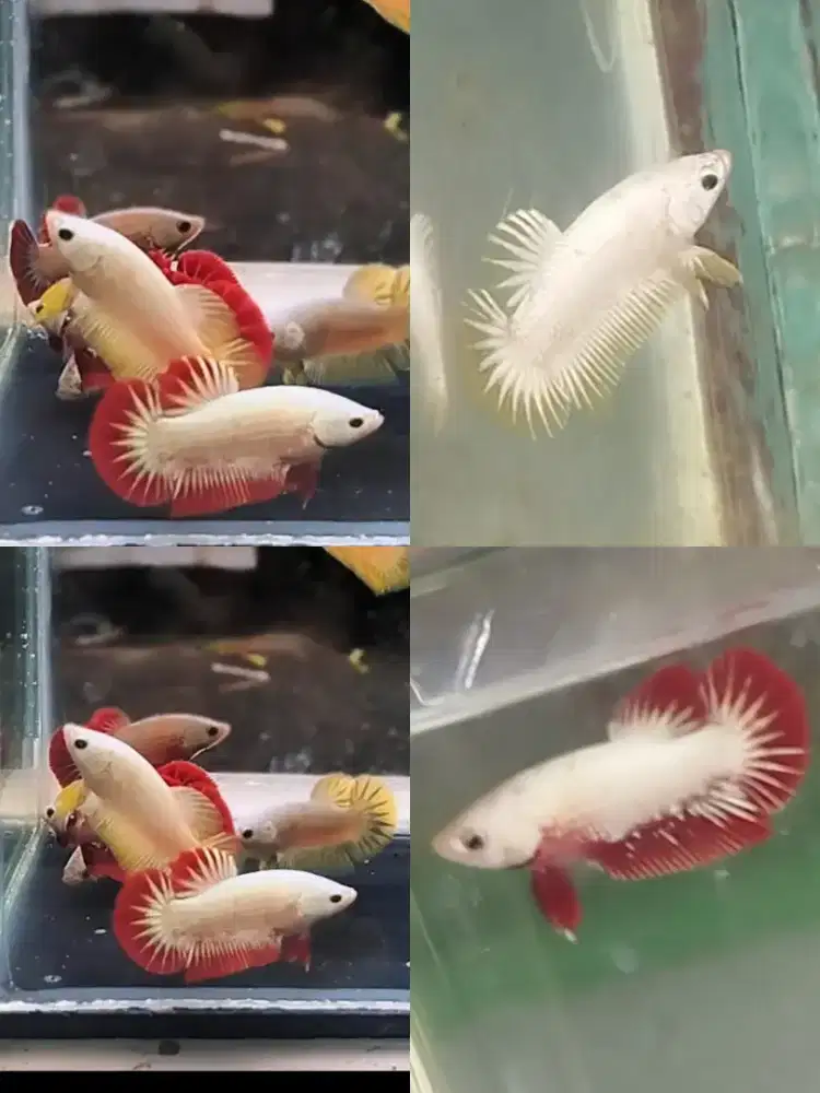 Ikan cupang hias rds yds