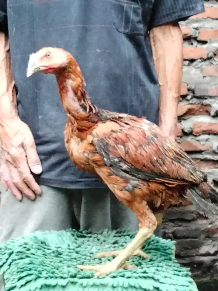 Mangon super kebraon