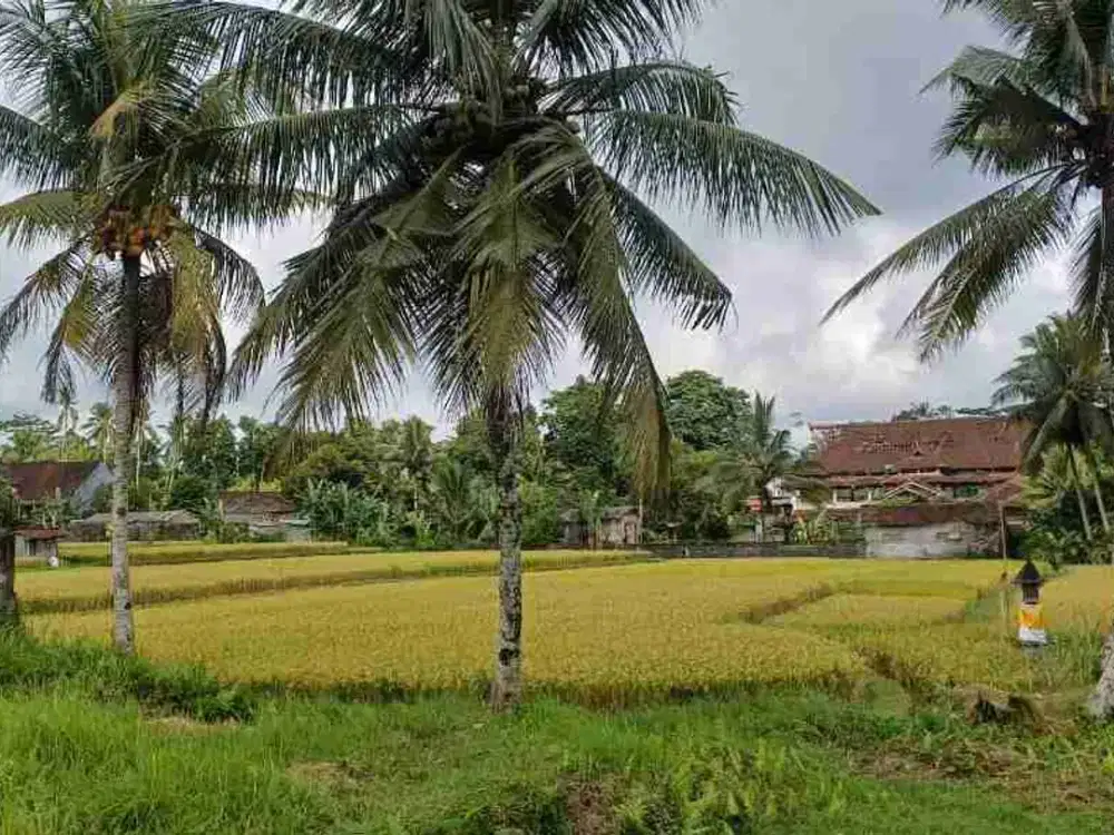 BUC Murah Disewakan Tanah Luas 8 Are View Sawah Kawasan Villa di Tampak Siring