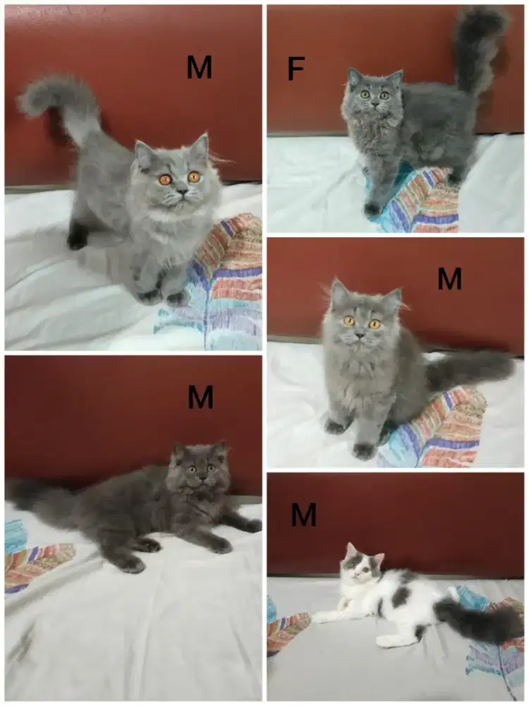 Kitten Persia Longhair Blue Solid